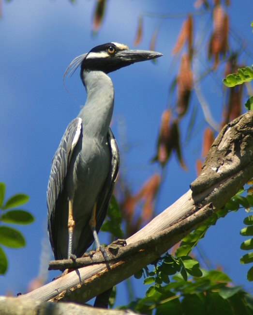 Yellow-crowned Night-heron